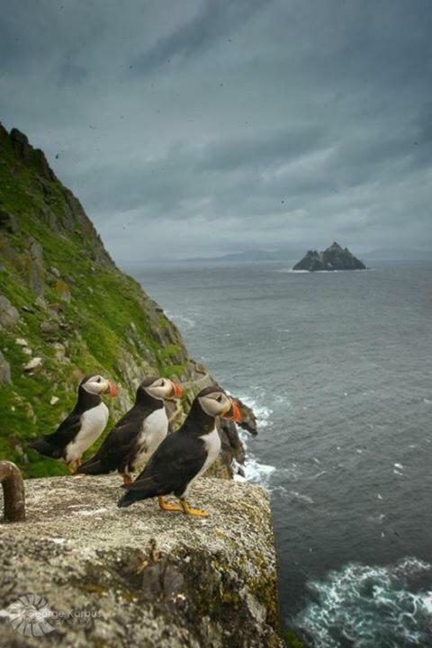 Skellig Port Accomodation - Sea View Rooms Ensuite Portmagee Esterno foto