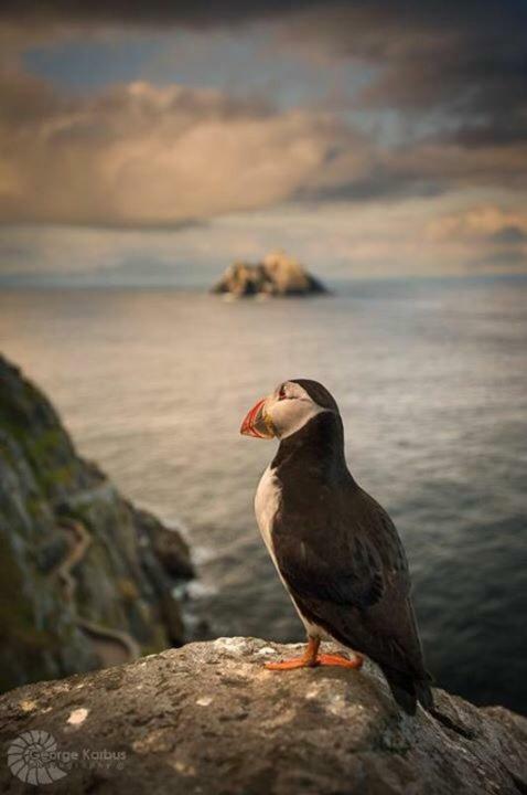Skellig Port Accomodation - Sea View Rooms Ensuite Portmagee Esterno foto